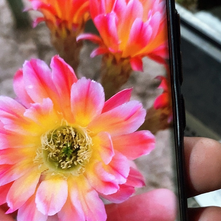 彩 炫武彩/侧芽歪20包邮/