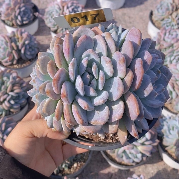 阮***洁017号多肉植物11111