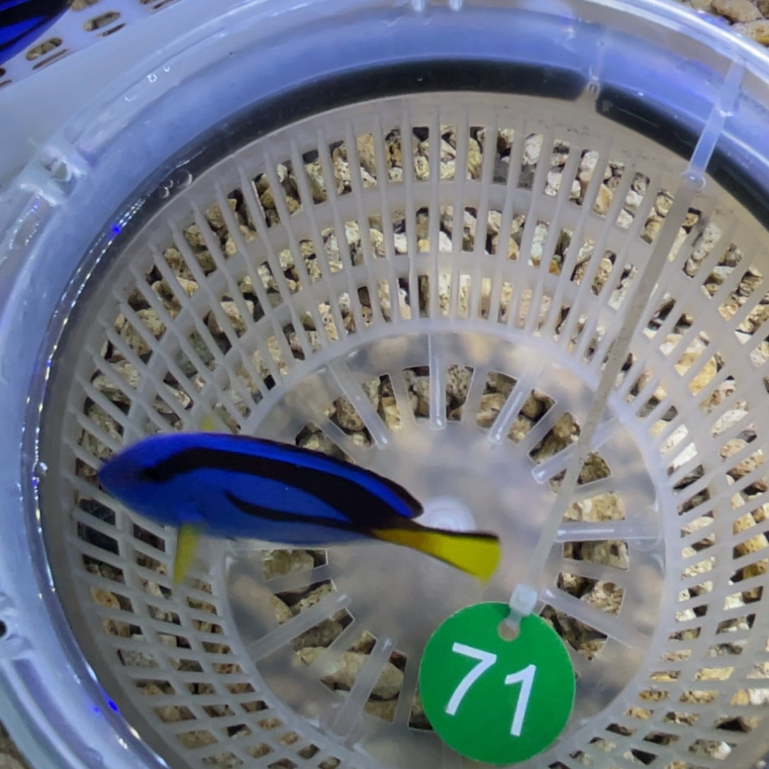 怪***舍海水鱼蓝调一条顺丰包邮