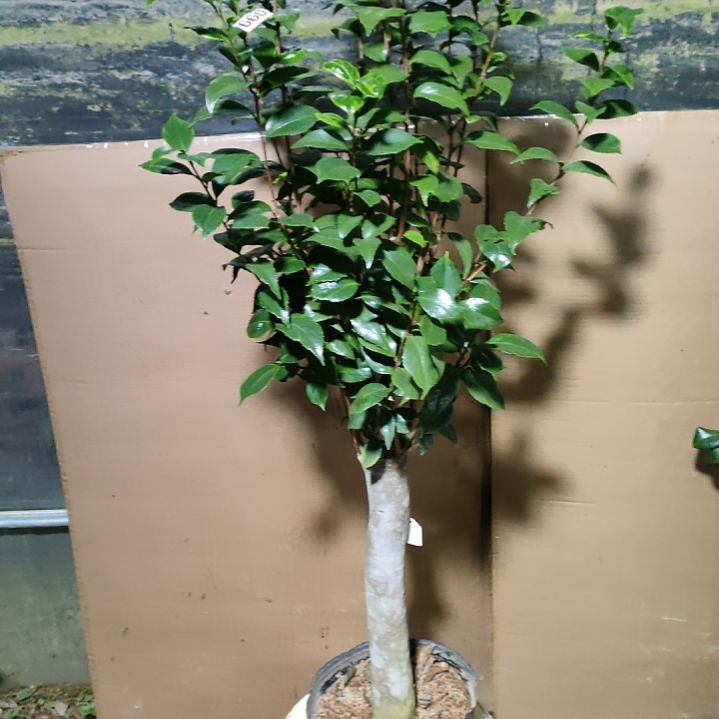 660十八学士，原盆原土发货，不包邮