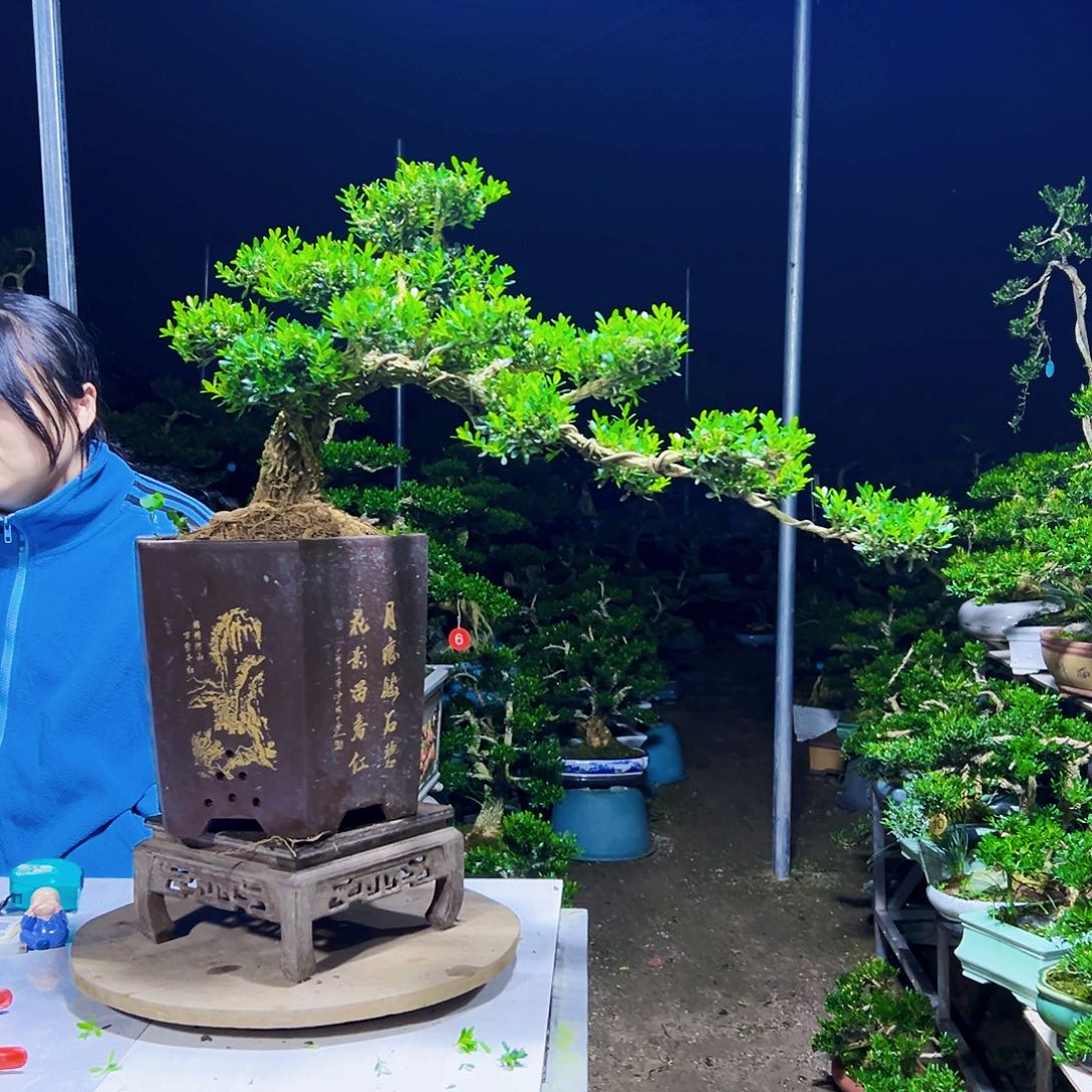 无花朵黄杨木     