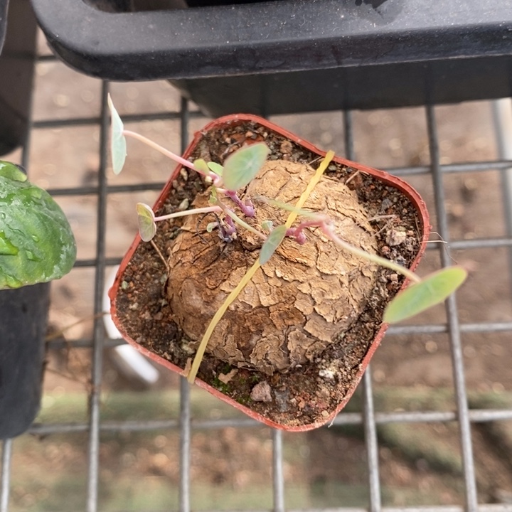 伯克利和格蕾纳等著名