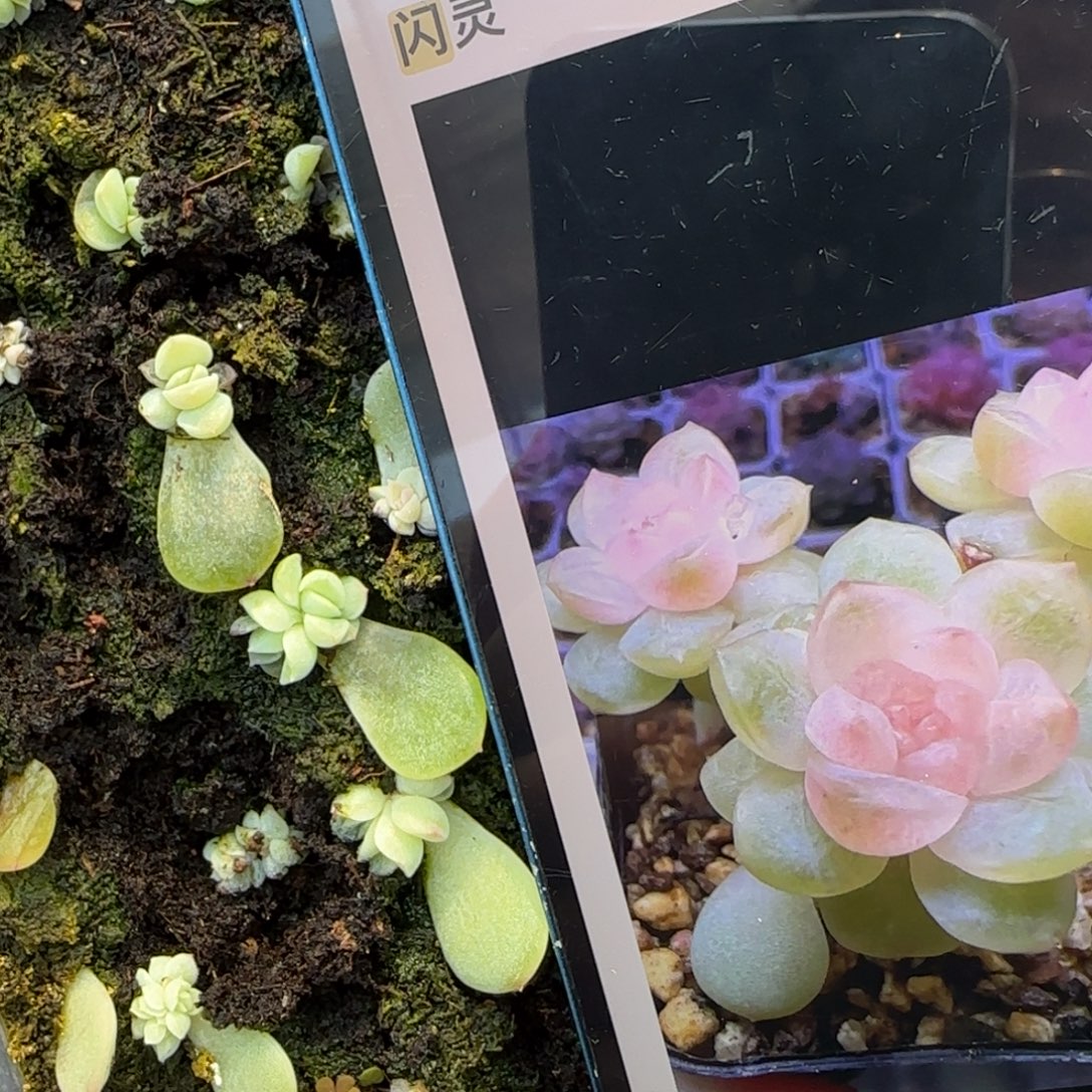 闪灵芝麻穴1个满25包邮