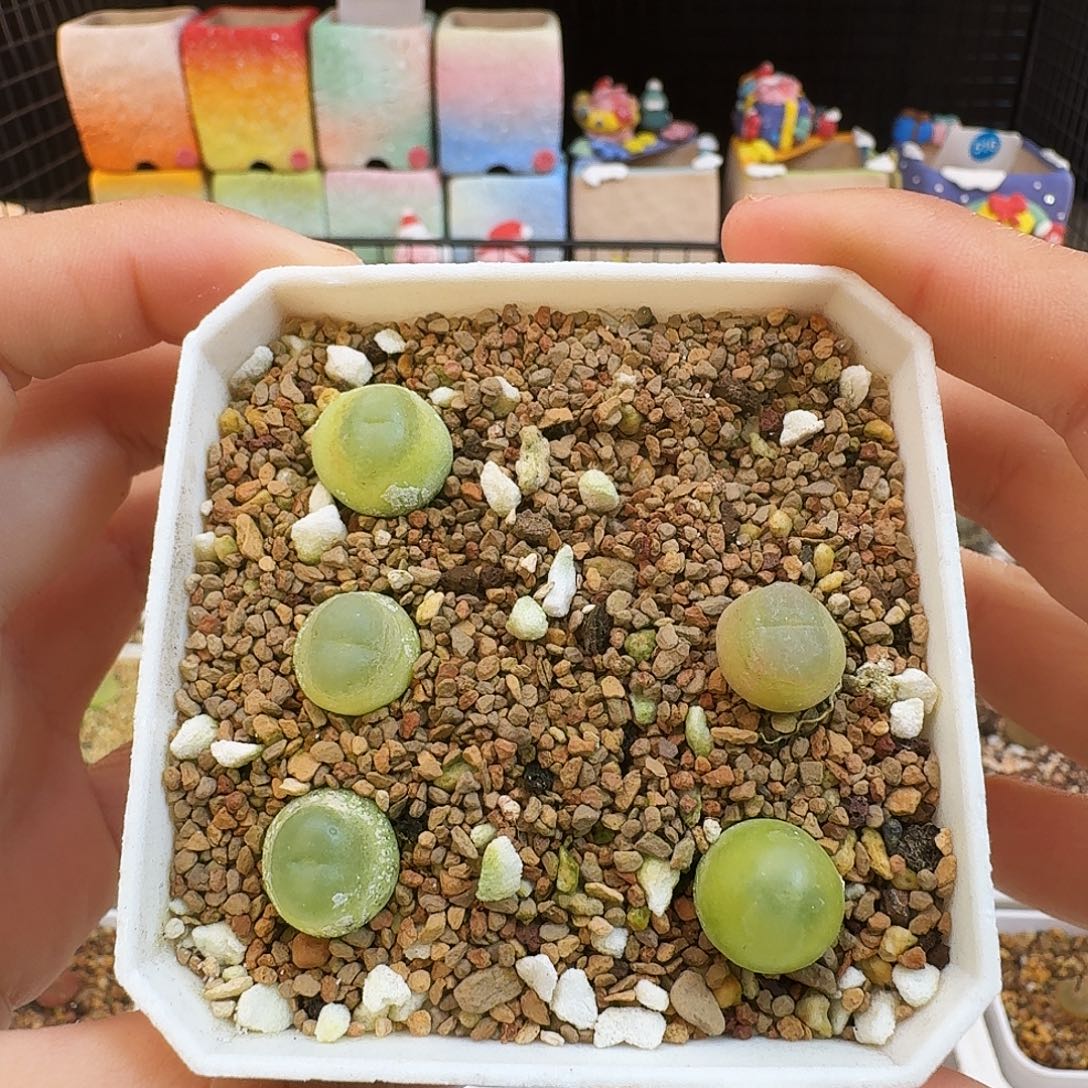 多肉植物福利拉登两年半打包出496