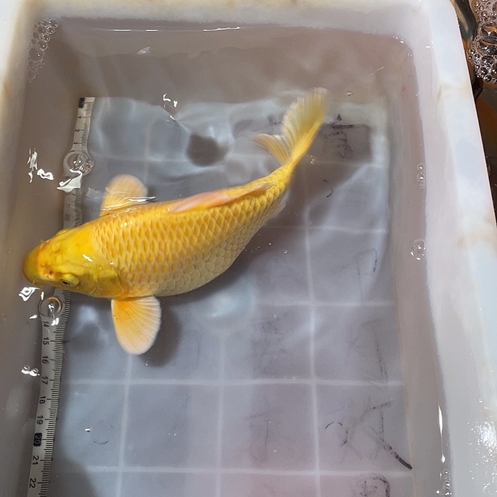 蝴蝶鲤鱼渔场直发113