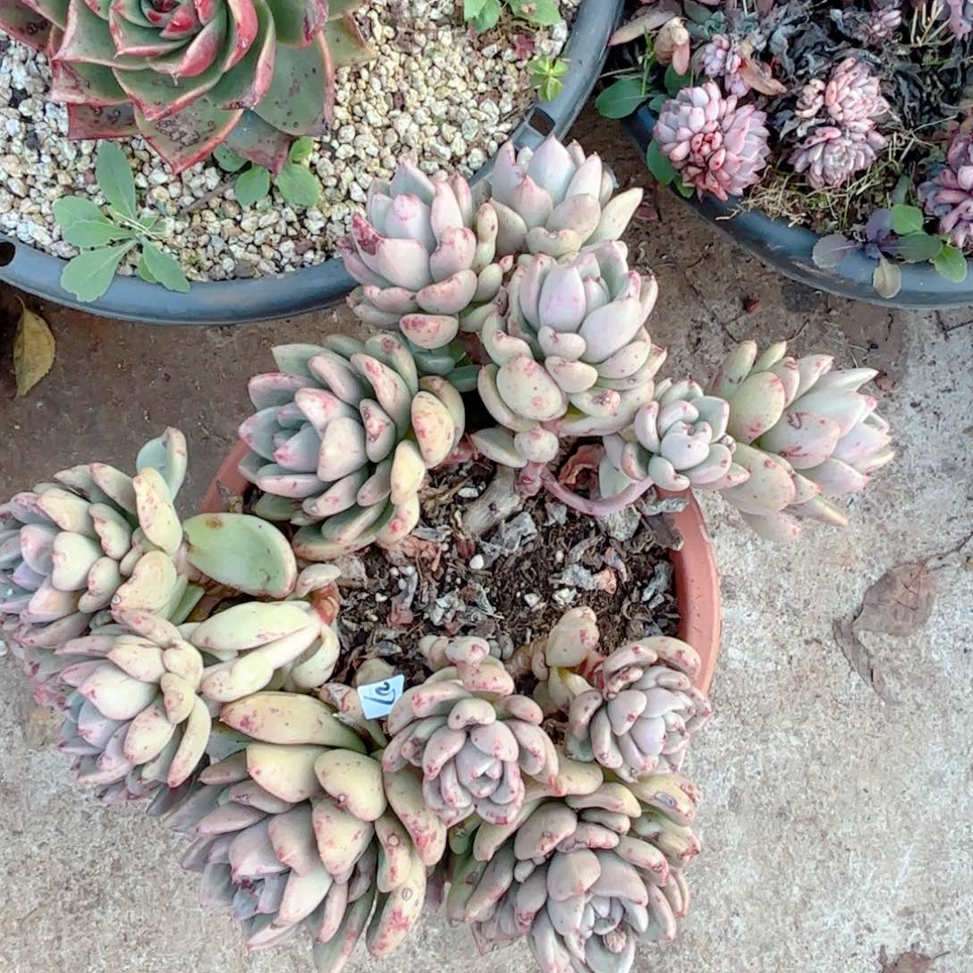 奶油鳄梨。  28。