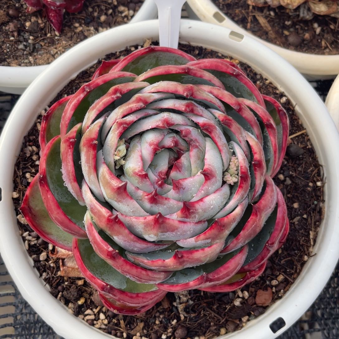 云舍多肉精选编号0226-23