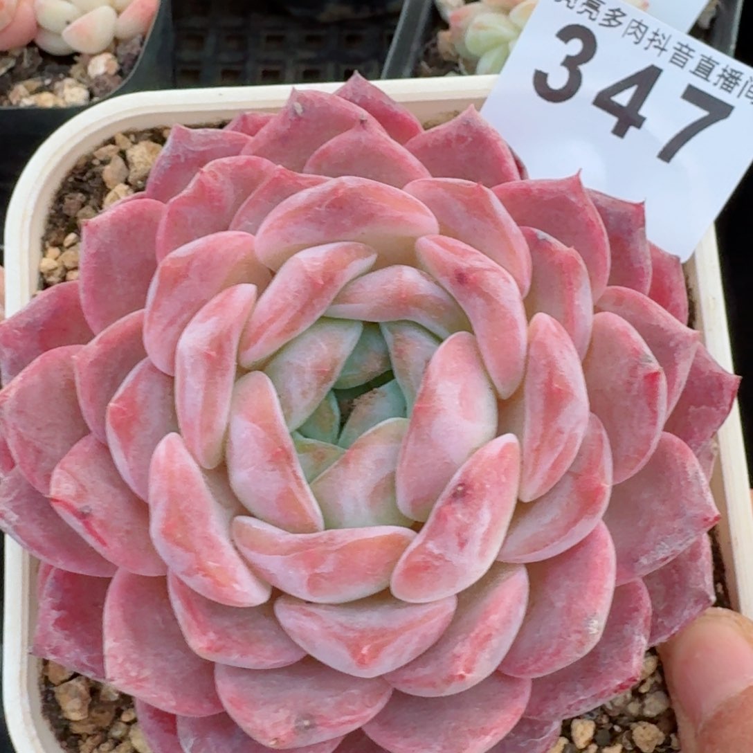 冰魄         多肉植物