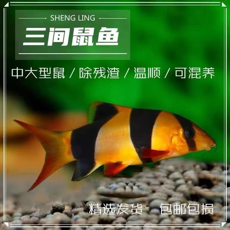 进口三间鼠热带观赏鱼老鼠鱼清理鱼缸残渣鱼鱼缸清洁工群游鼠鱼