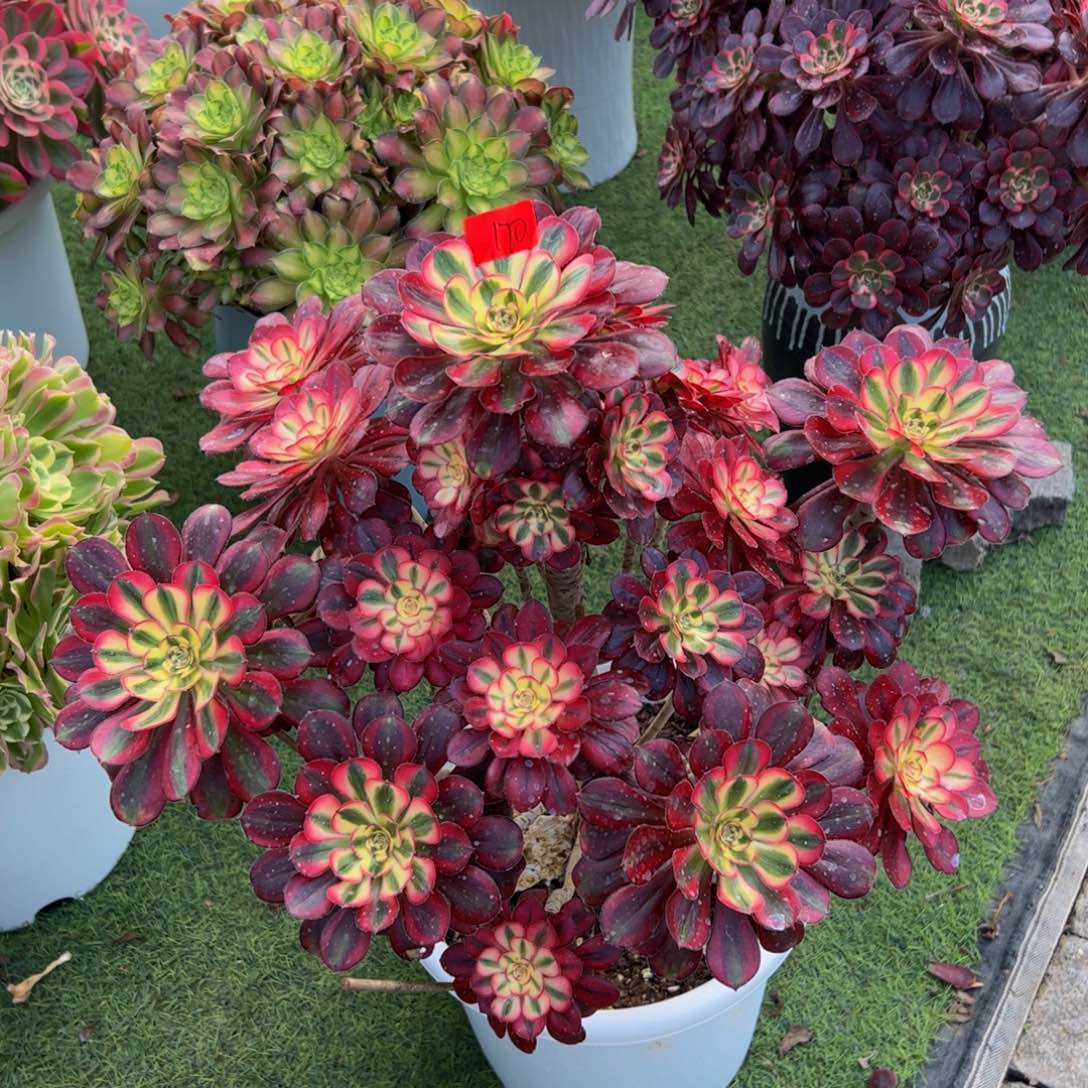 170炖肉植物发货香奶奶