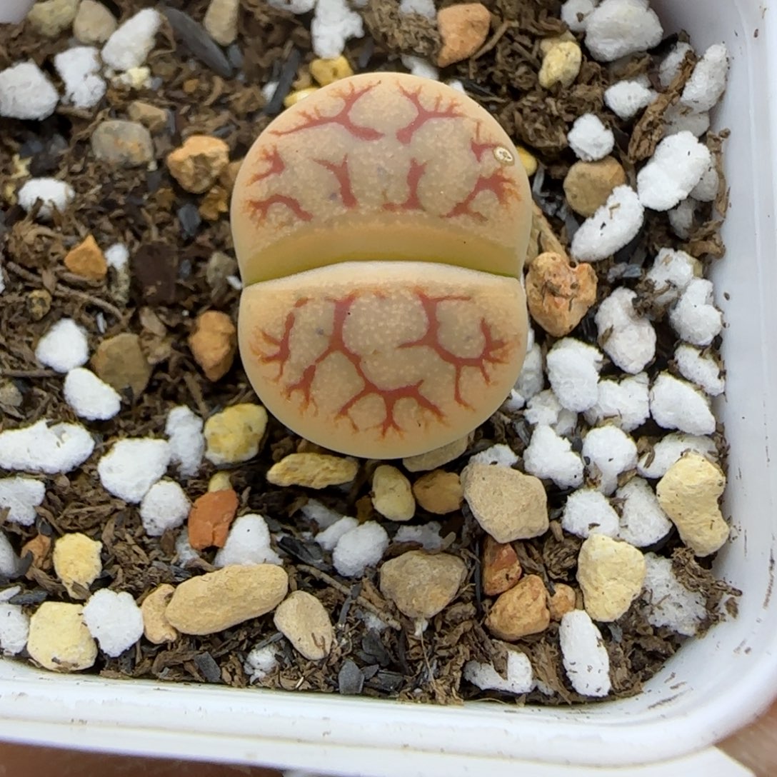 403 生石花大棚直播