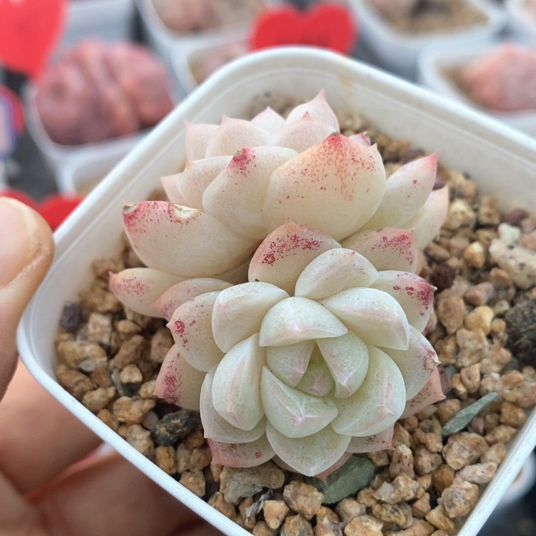 精品多肉一物一拍不包整134