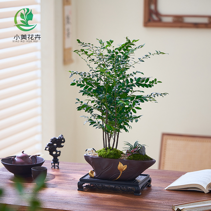 【莲归】禅意/意境小叶紫檀室内好养夏季清爽盆景