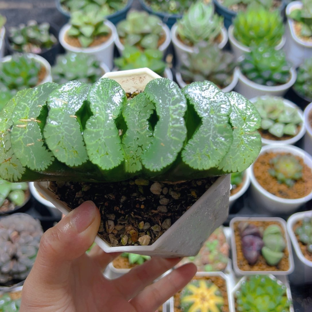 写乐兄弟母本玉露多肉1