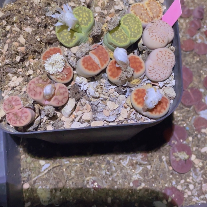 455855885585585555577