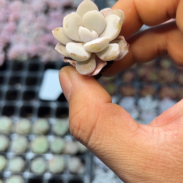 雪莲 满10颗包邮  