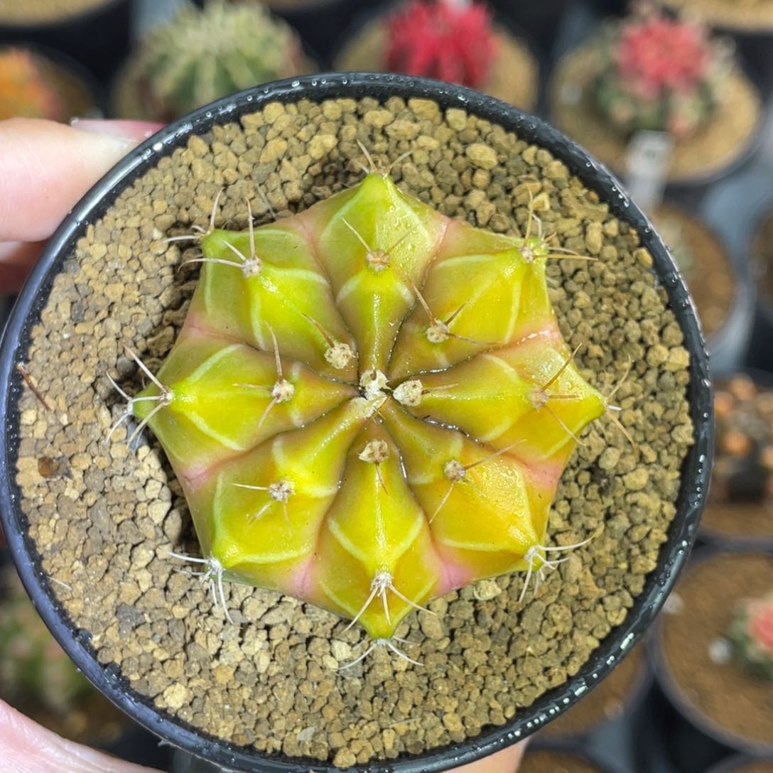 米哈星球000000000006