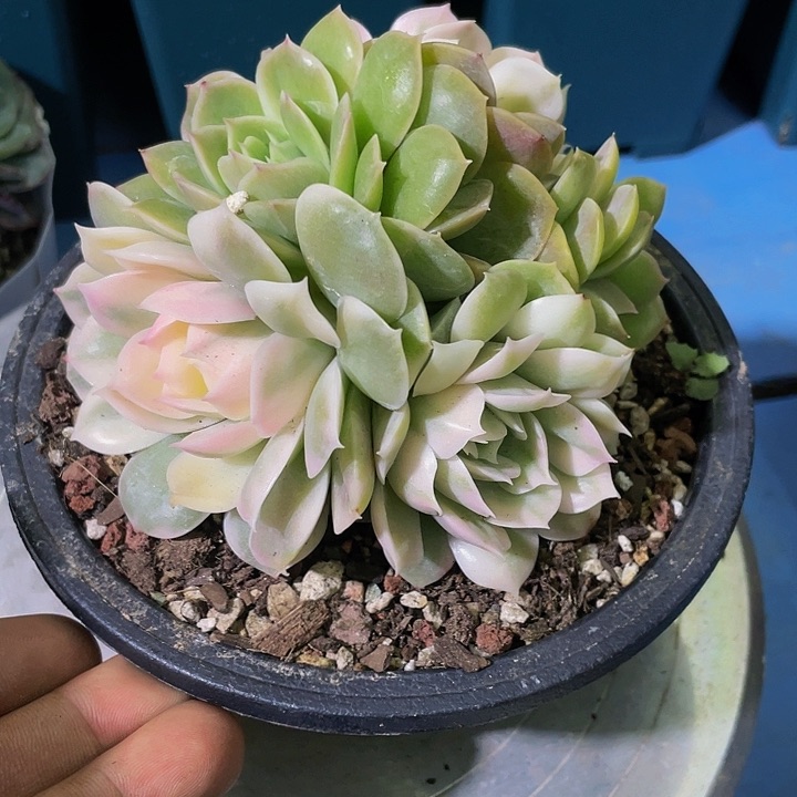 昂斯诺锦一物一拍