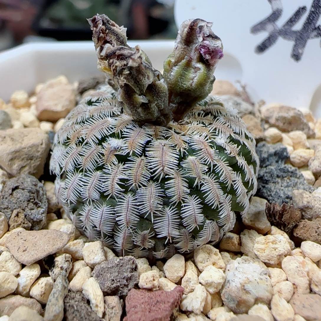 340实生精巧殿多肉2.2