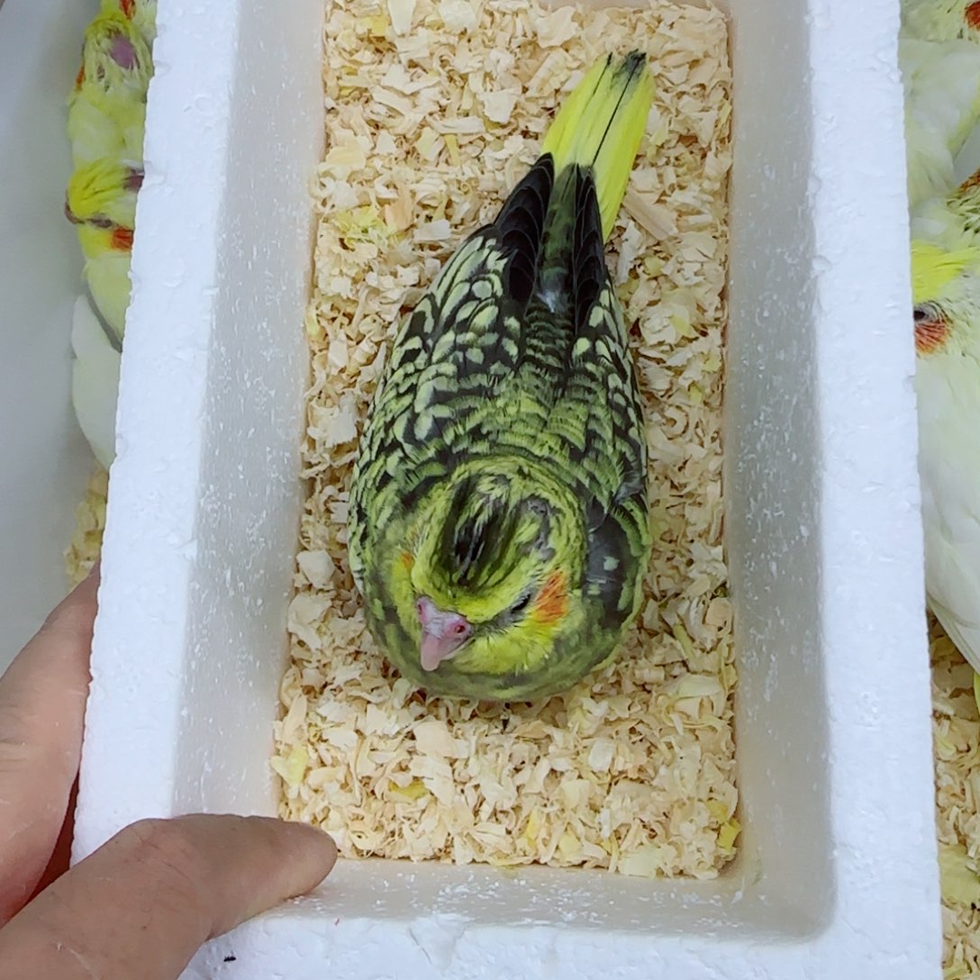 古***人玄凤鹦鹉/鸡尾鹦鹉