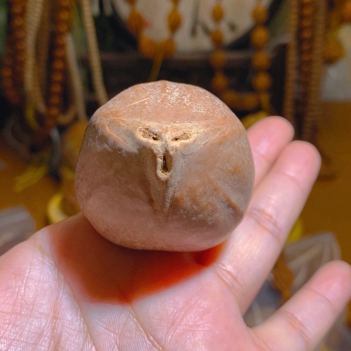 野生蟠桃三花大橄榄