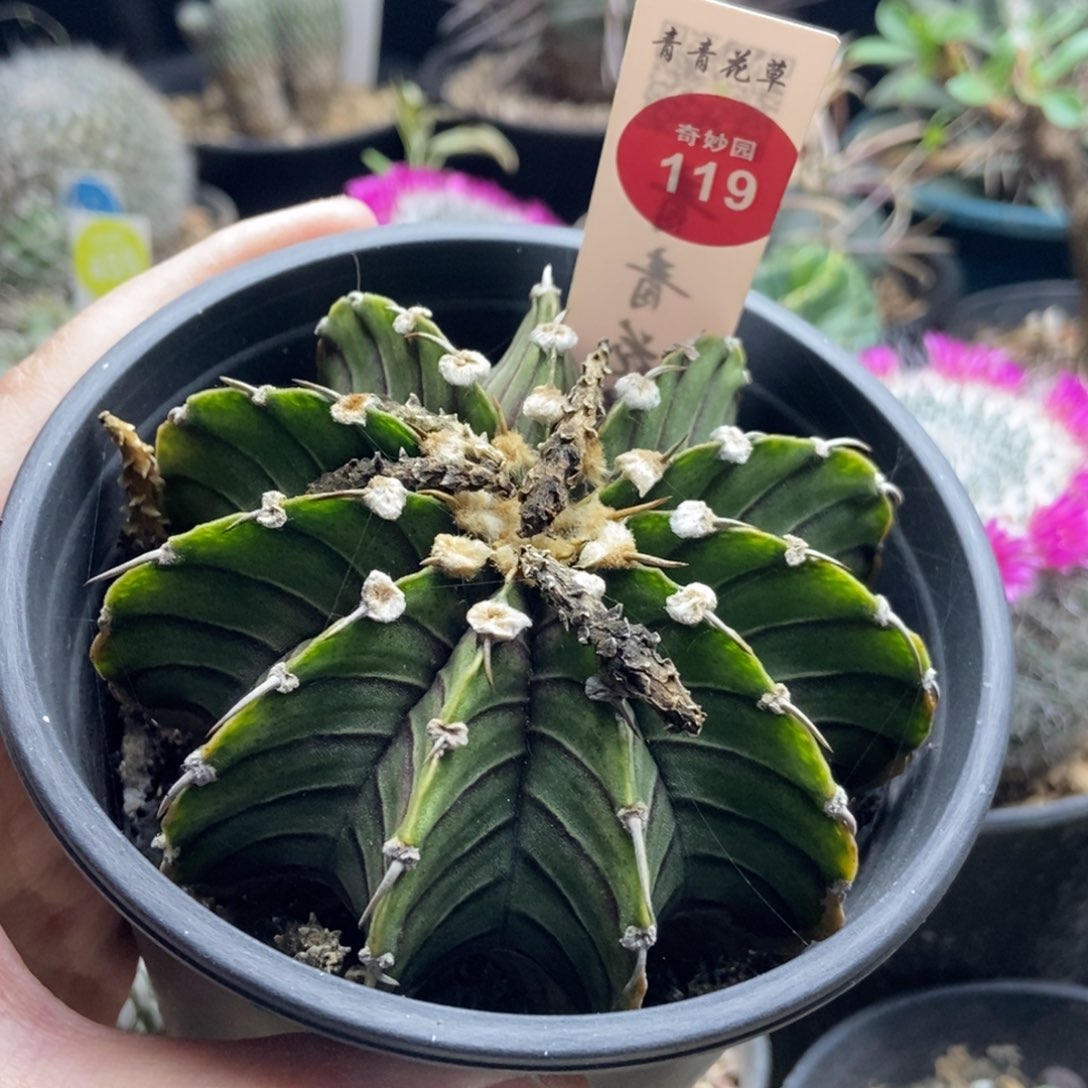 单刺肋骨牡丹一颗仙人球8.8cm