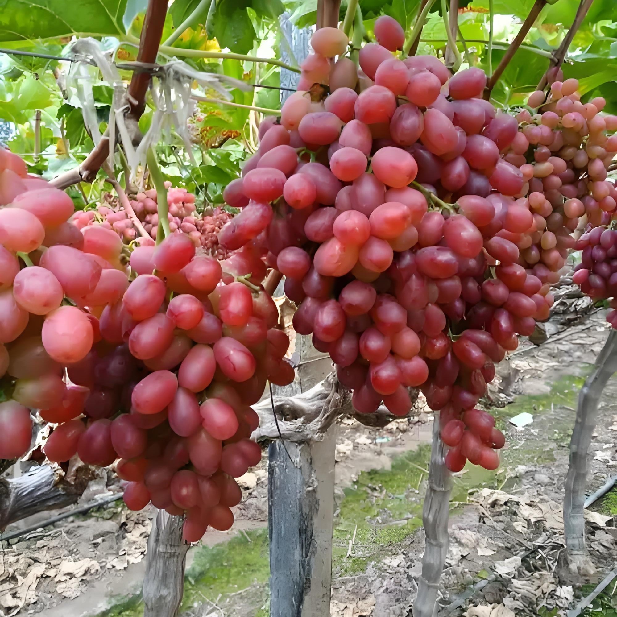 口口脆克伦生葡萄新鲜无籽脆甜1.5kg山西省