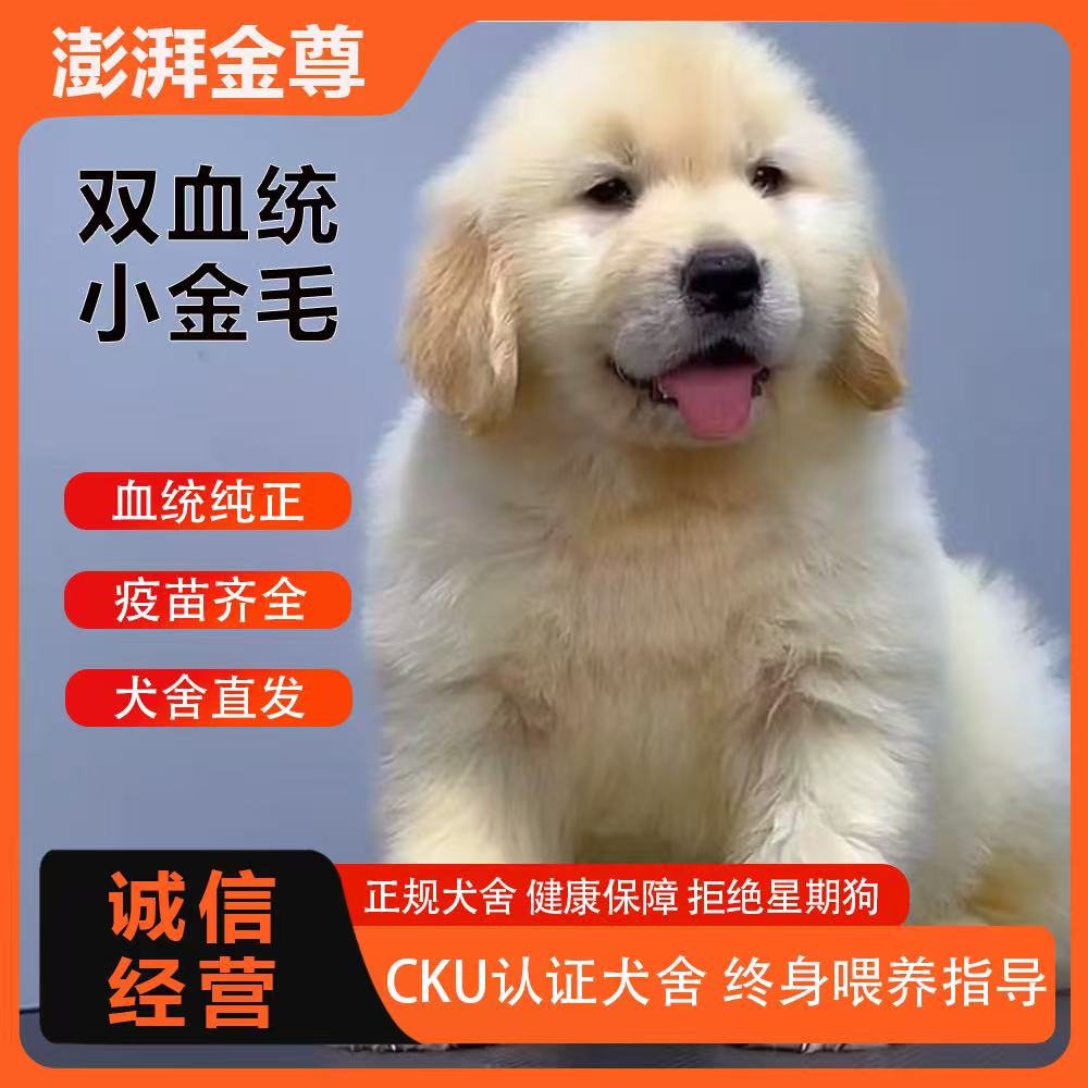 【澎湃金尊】赛级金毛