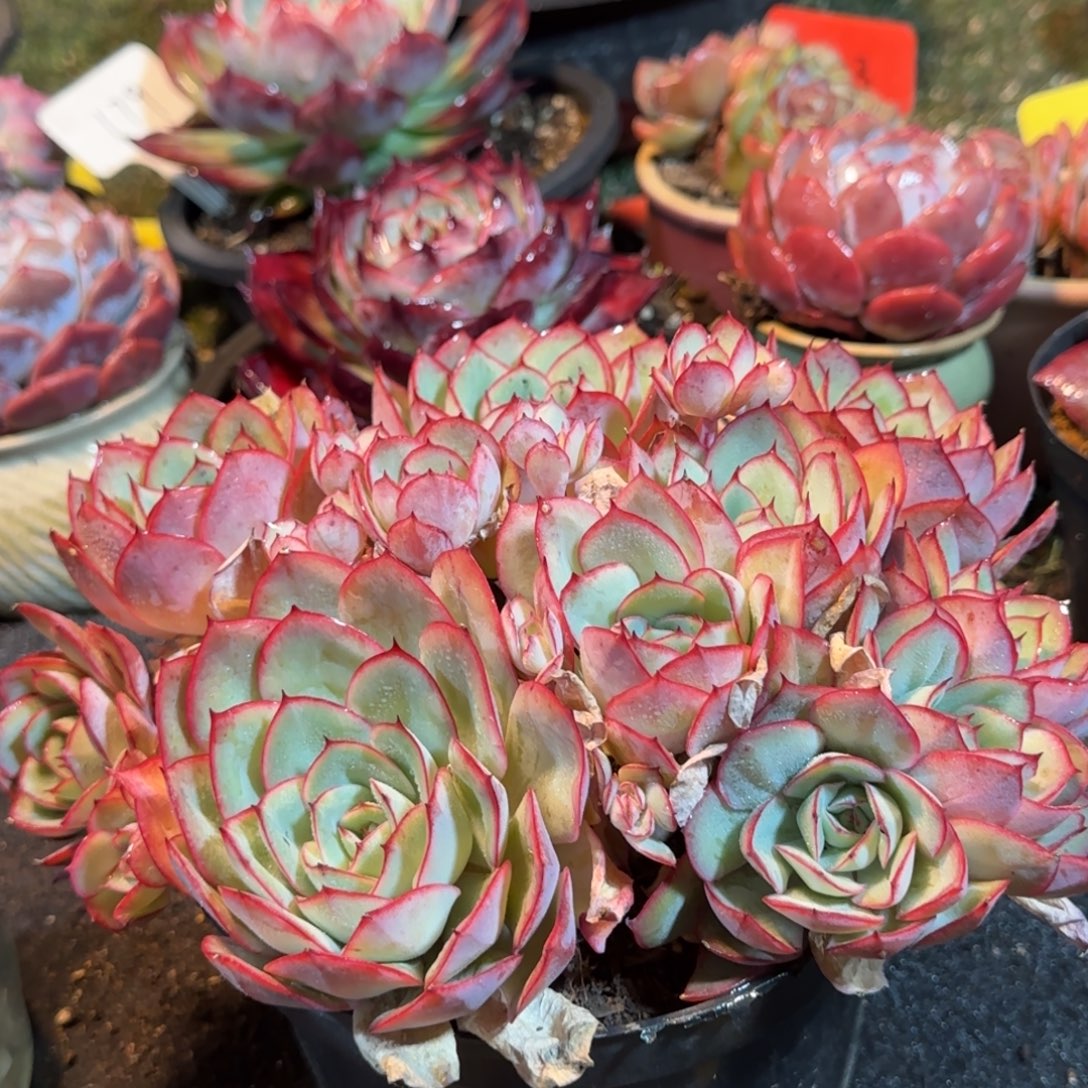 牡丹亭一物一拍包装收缩花旱