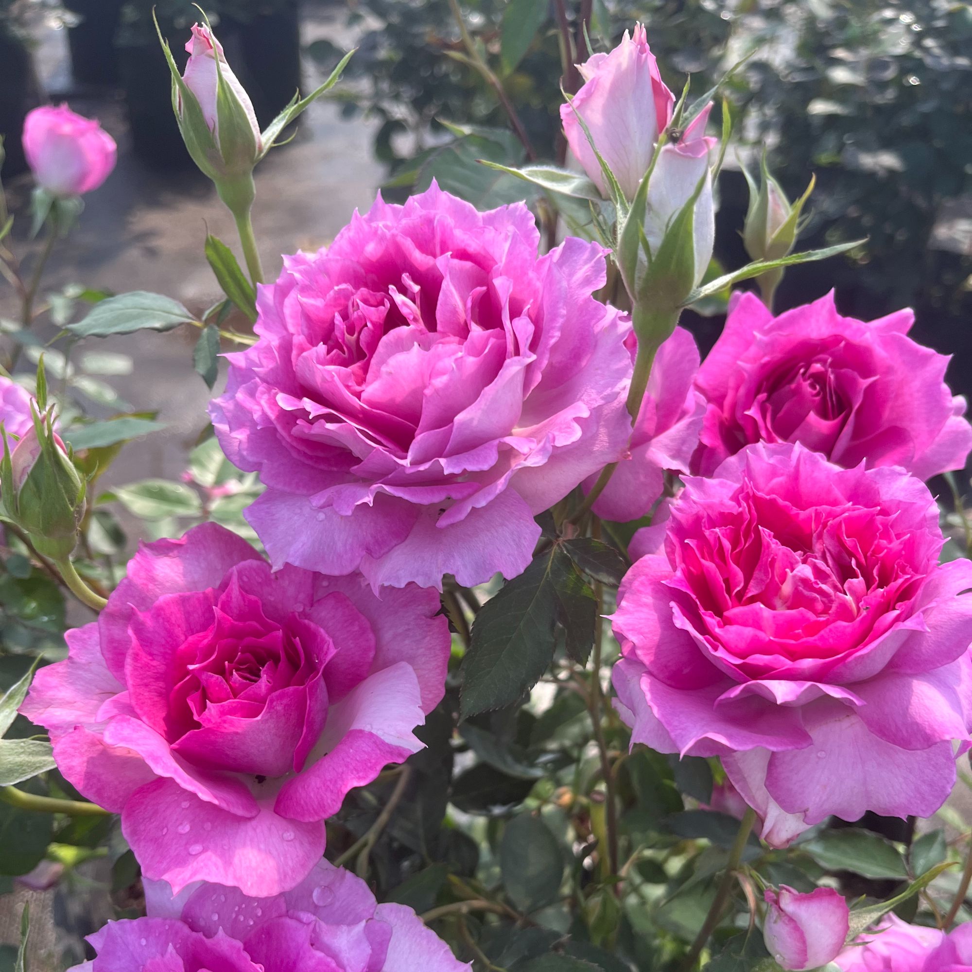 【天方夜谭】多季开花浓香大花欧月庭院露台花卉盆栽灌木