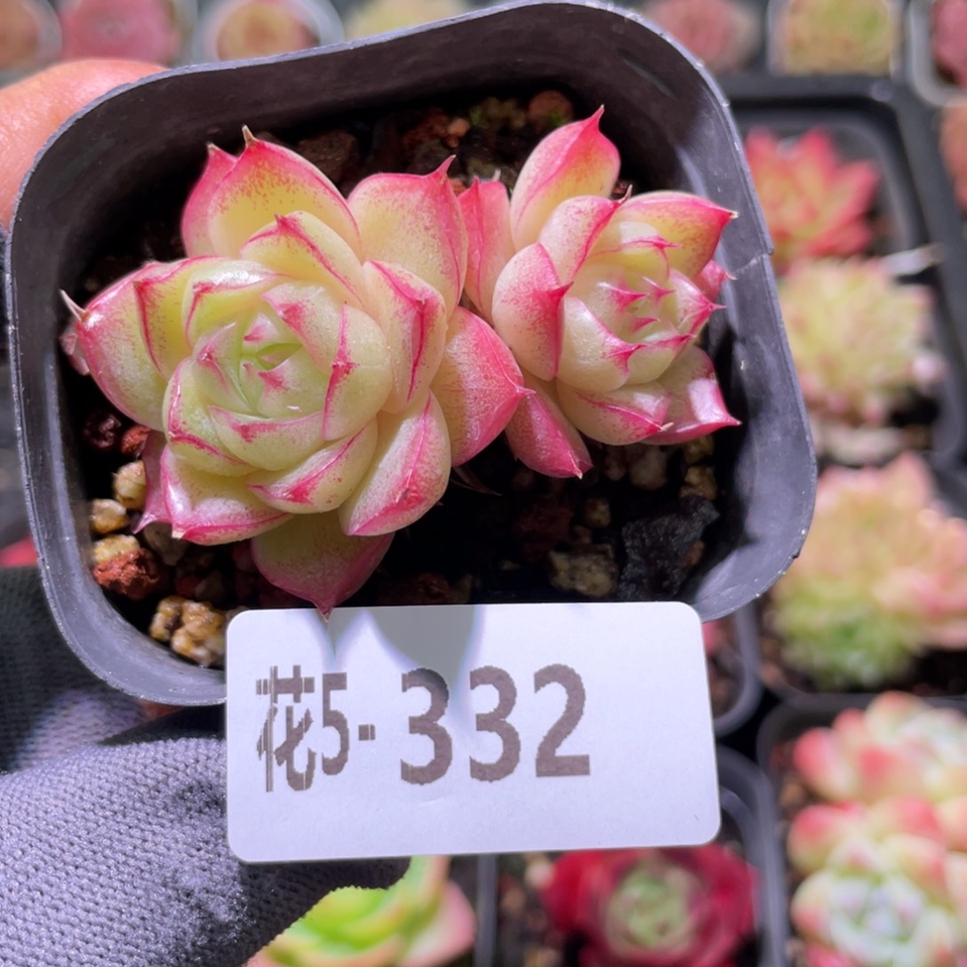 花利美5-332麦秆  