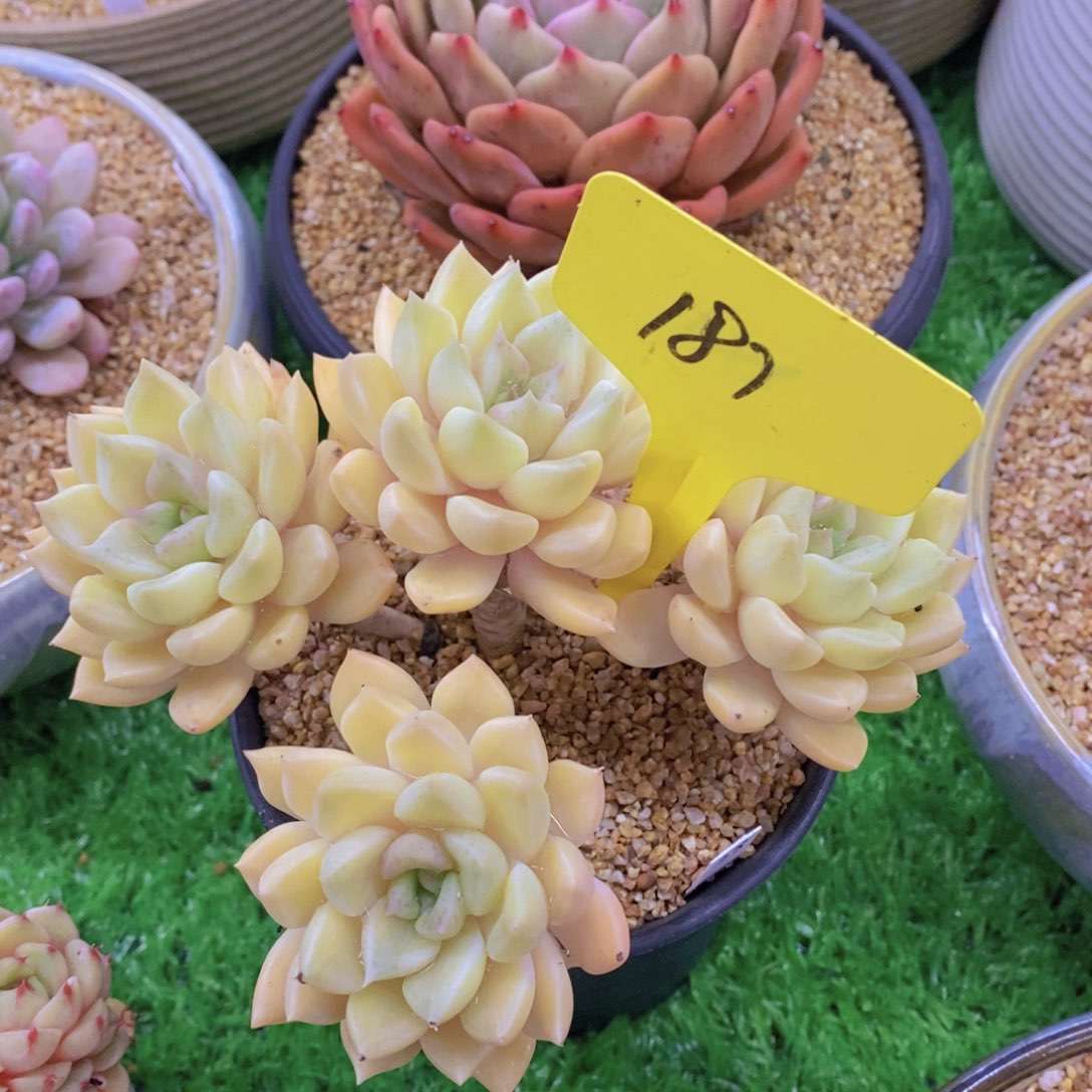 ****⠀开心多肉植物多肉