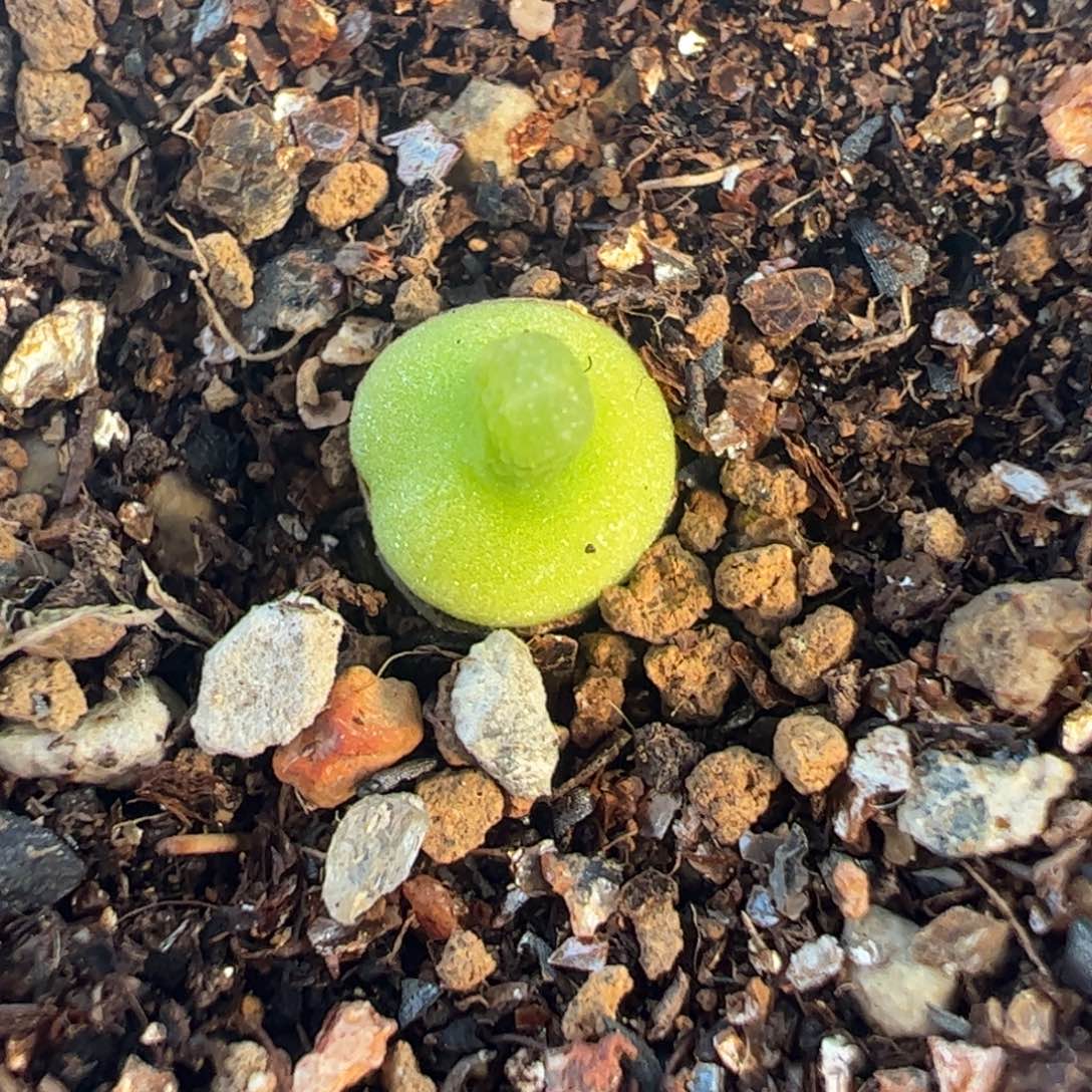 小葫芦5年母本带盆