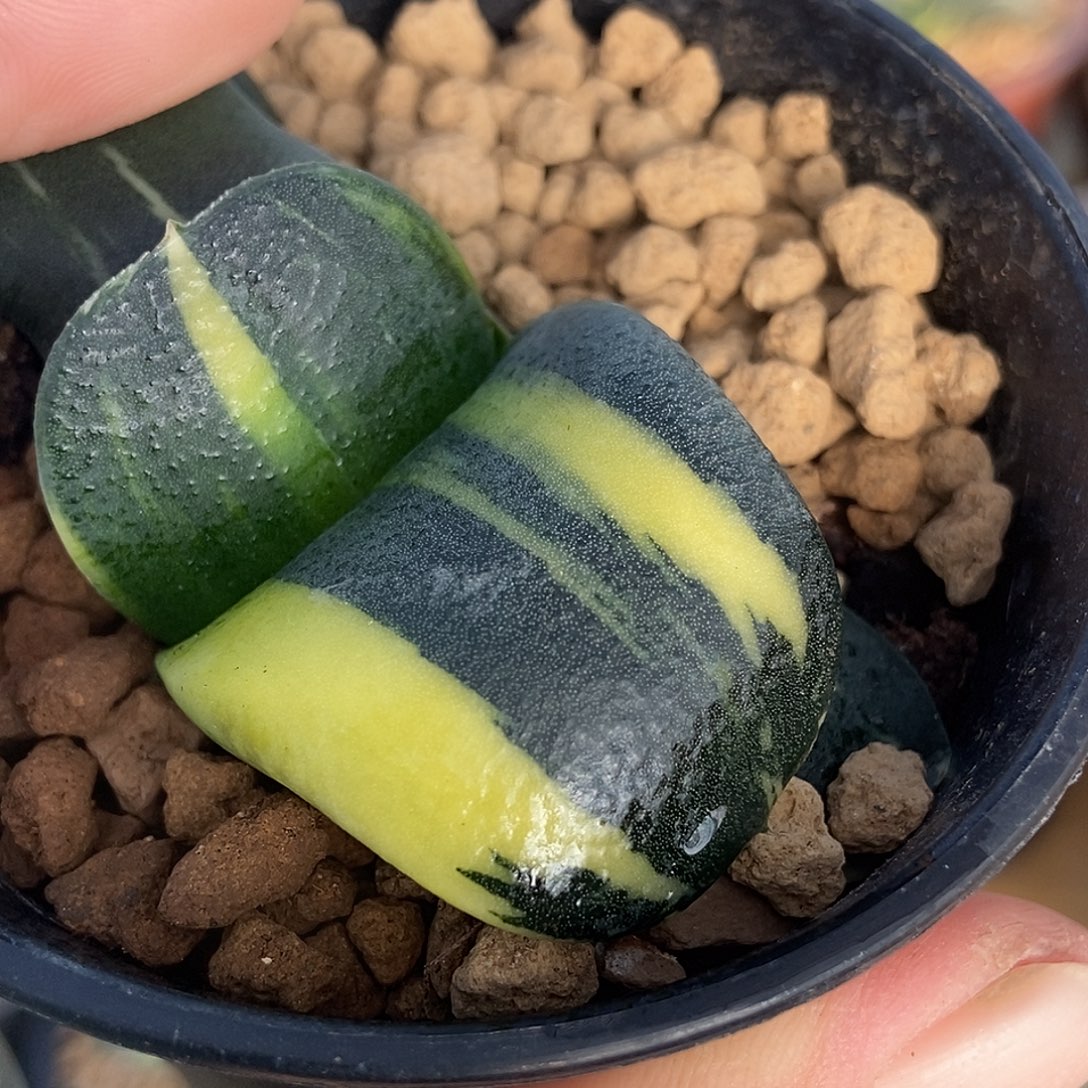 小***…406卧牛实生锦带盆发货