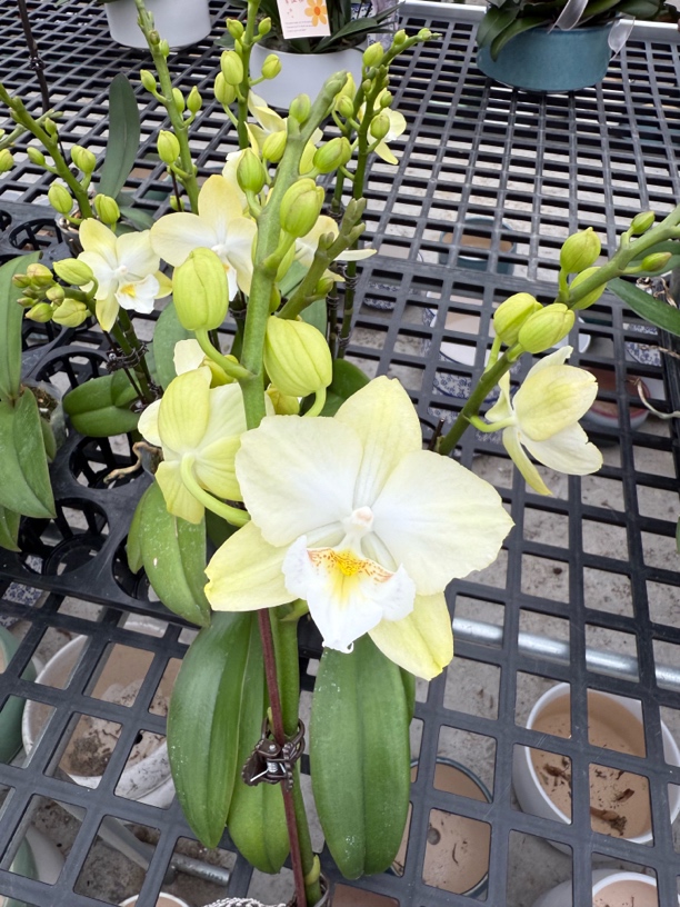 （大唇玉兔）大舌头淡绿色蝴蝶兰