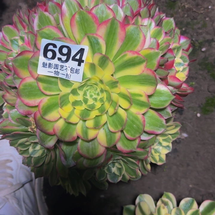 海王花27-12包邮花花