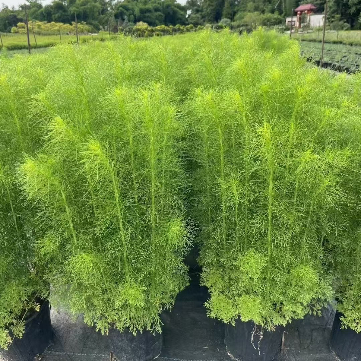 假蒿植物盆栽四季常绿好看好养可净化空气适合阳台庭院种植