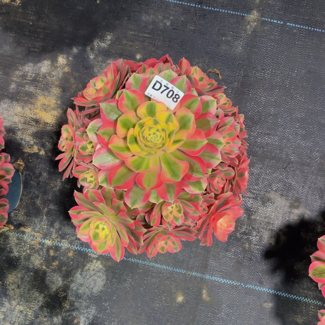 苹****70800粉女巫福利一颗