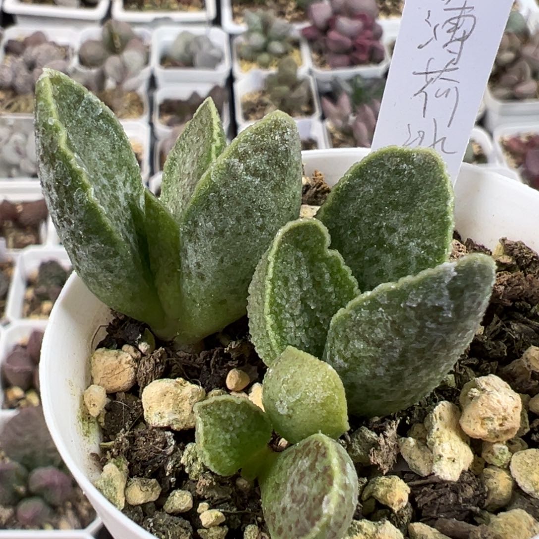 碧海冰多肉植物水泡