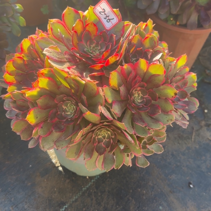 2-36粉花妖有断肢不包售后