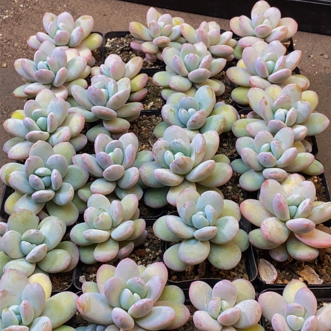 679的人和我一起看电影