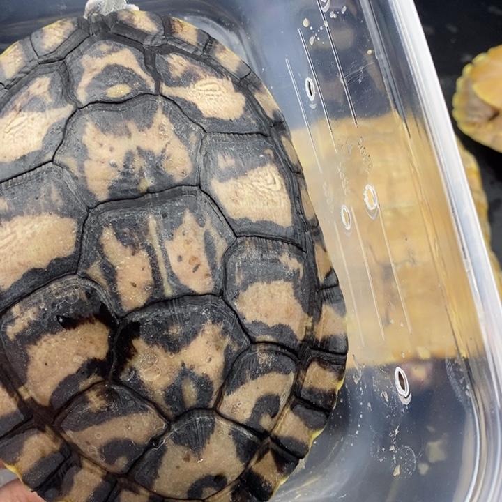 巴西彩龟母666666666