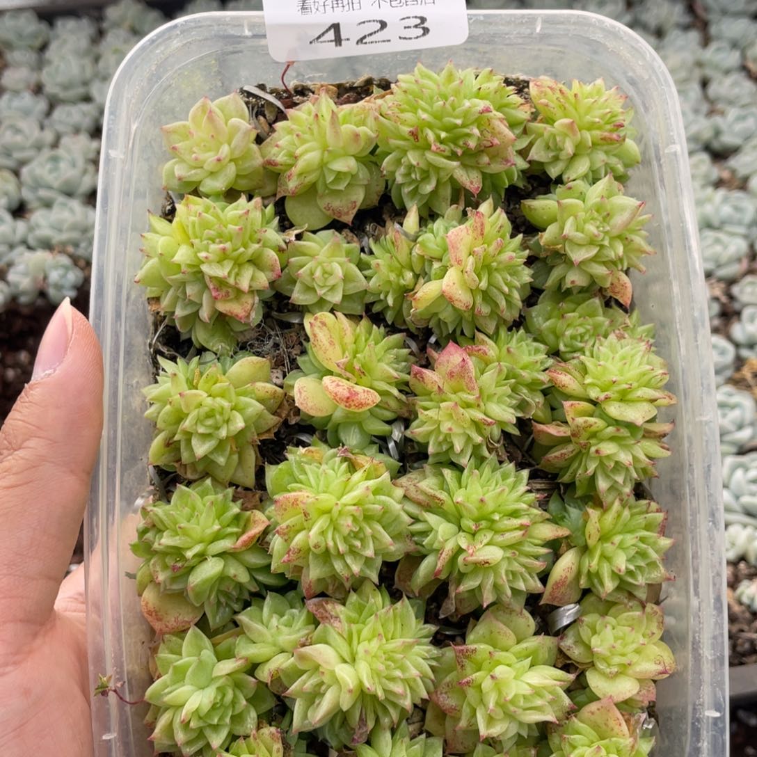 云糖心多肉植物423