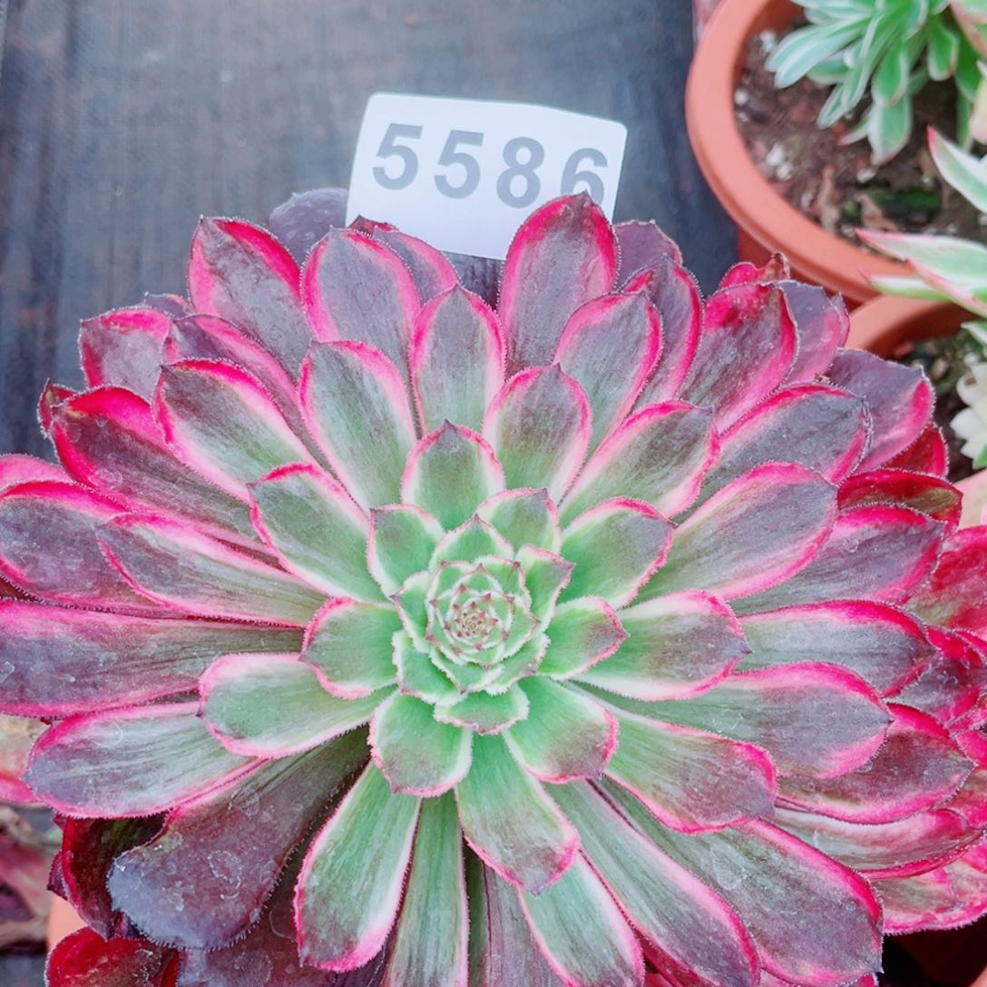 雪浪多肉发货发货