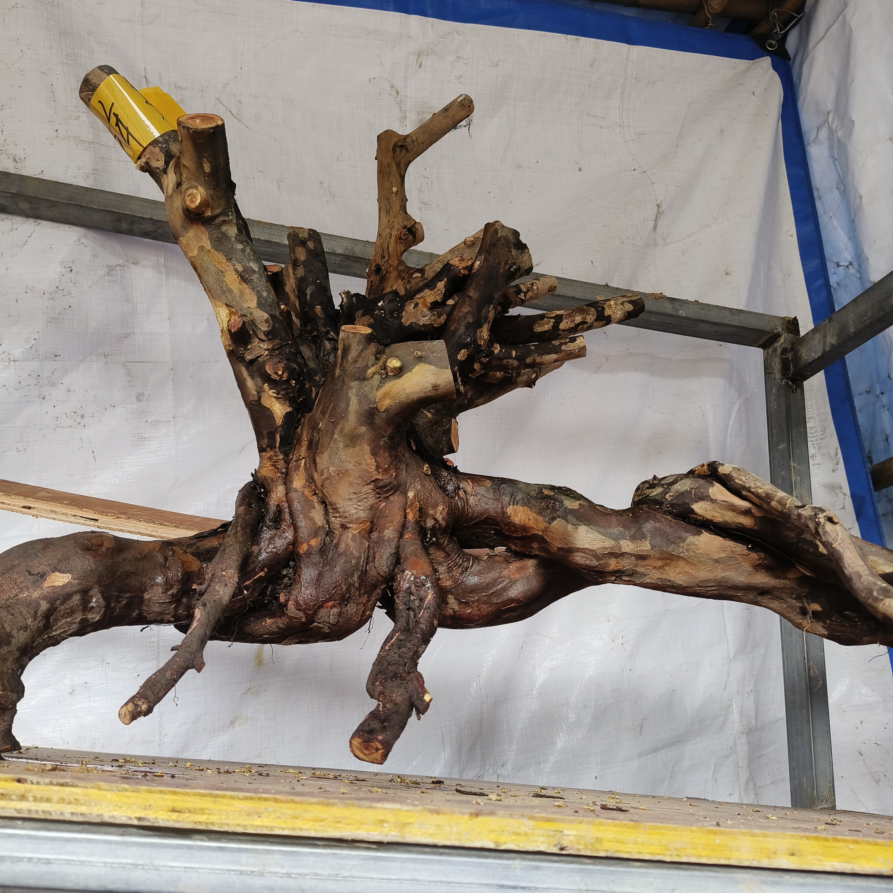 红花继木造型树别墅庭院地景精品盆栽