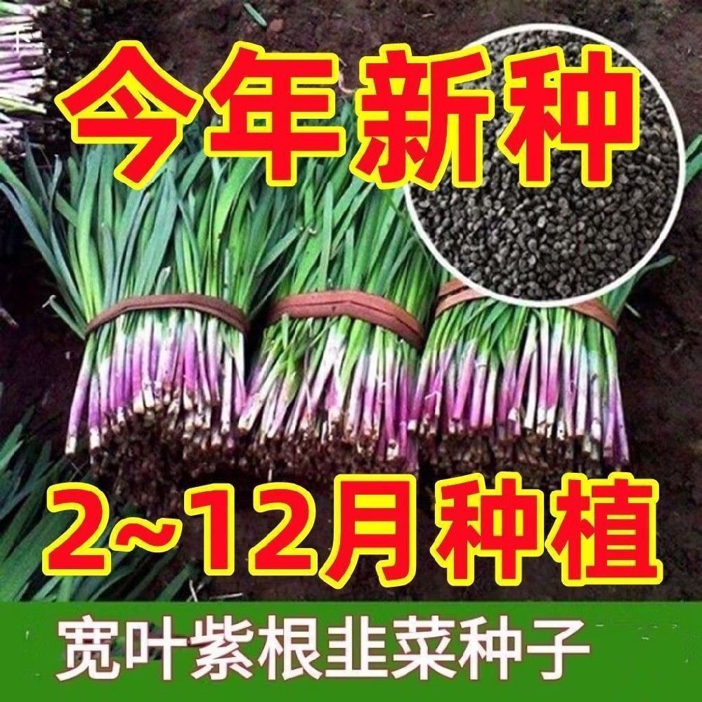 【2-12月播种】独根红韭菜种子韭菜种籽四季紫根红根宽叶韭菜种子