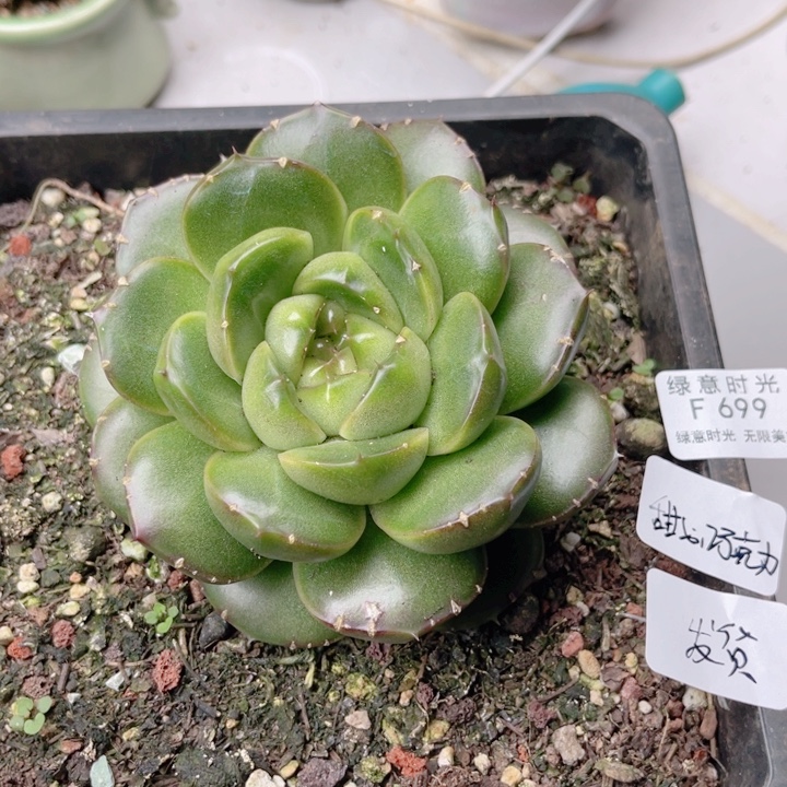 甜***力699 皮埃拉珍妮 拓土发货