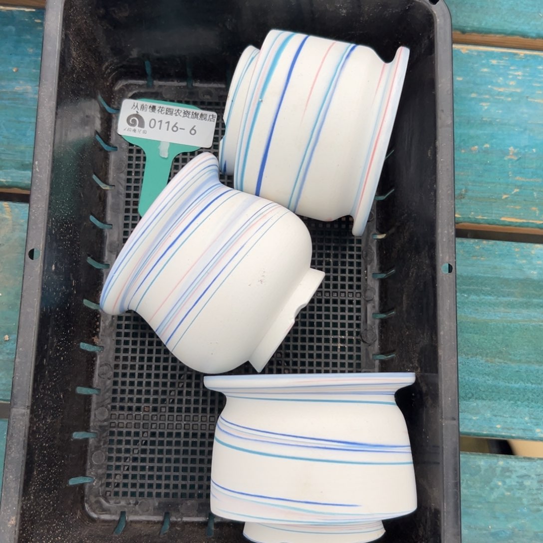 多肉精选编号0116.6