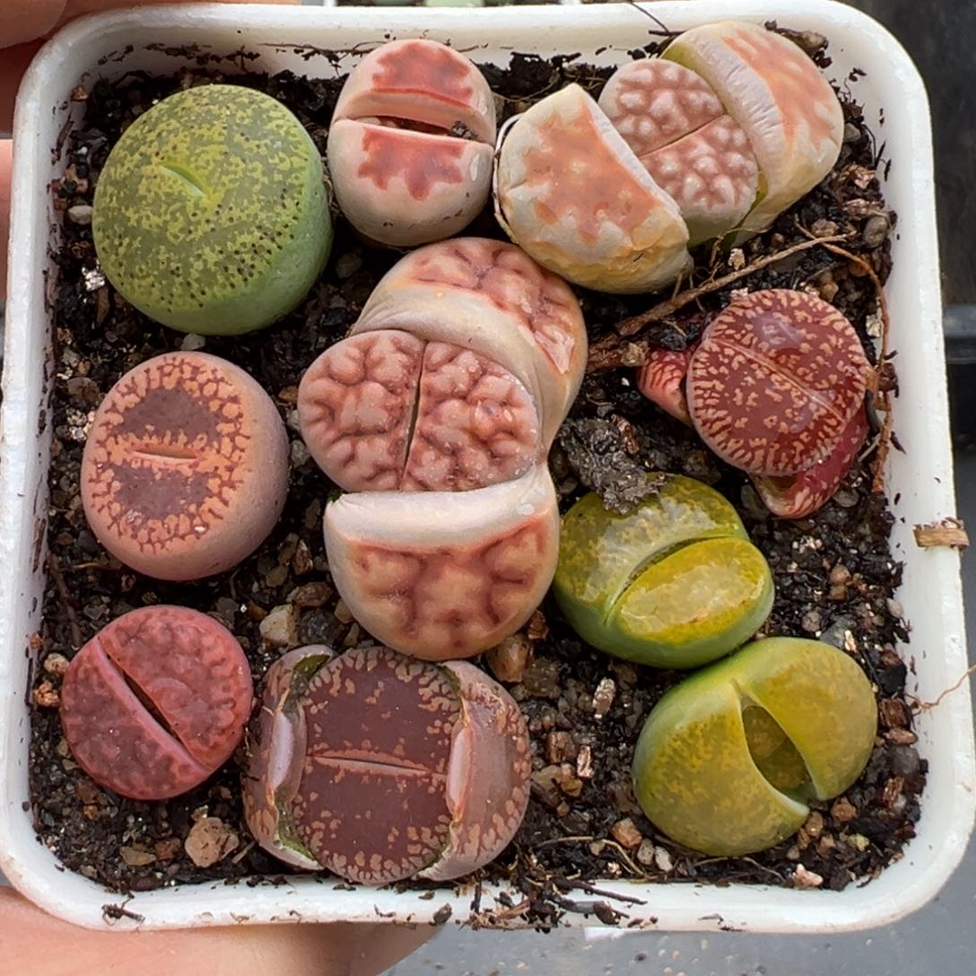 3.4好看的多肉脱土发货638