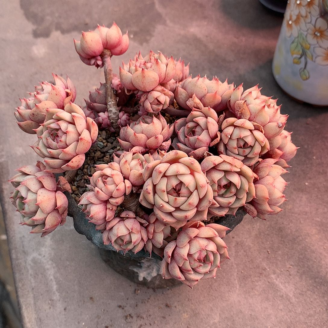 一物一拍，苯巴群老庄